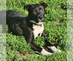 Small #9 Labrador Retriever Mix