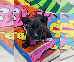 American Pit Bull Terrier-Labrador Retriever Mix Dogs for adoption in Princeton, MN, USA