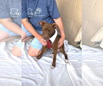 Small #2 American Pit Bull Terrier Mix