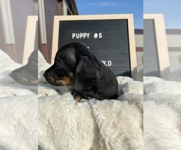 Medium Photo #7 Dachshund Puppy For Sale in CONCORDIA, MO, USA