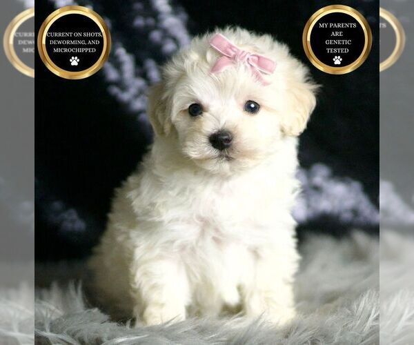 Medium Photo #106 Maltipoo Puppy For Sale in WARSAW, IN, USA