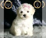 Puppy Creampuff Maltipoo