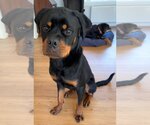 Small Photo #2 Rottweiler Puppy For Sale in Hillsboro, NH, USA