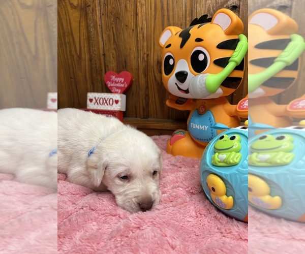 Medium Photo #7 Labrador Retriever Puppy For Sale in NEOLA, WV, USA