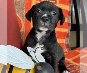 Justice Pup - Witness - Female Labrador Retriever-Unknown Mix Dog for Adoption - Photo #3