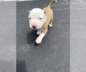 American Bully Puppy for sale in DECATUR, GA, USA