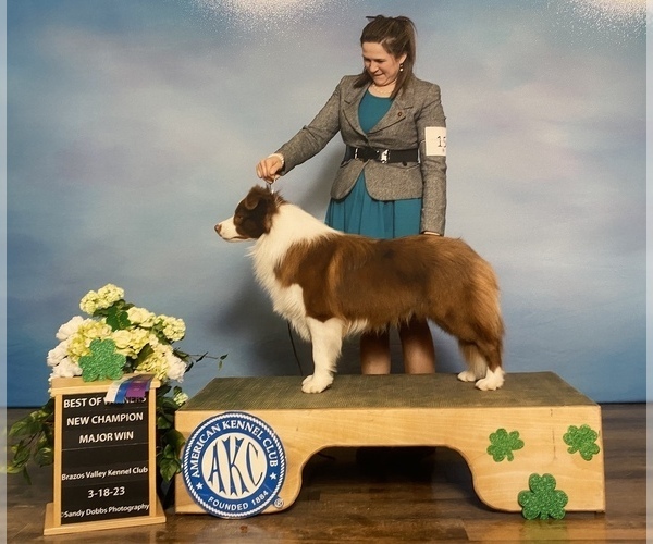 Medium Photo #1 Border Collie Puppy For Sale in GIDDINGS, TX, USA