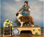 Small Photo #1 Border Collie Puppy For Sale in GIDDINGS, TX, USA