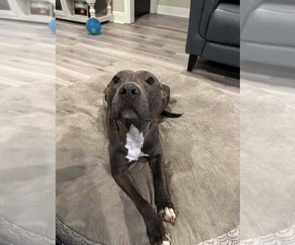 Medium Photo #4 Mutt Puppy For Sale in Abbeville, LA, USA