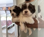 Small #3 Shih Tzu