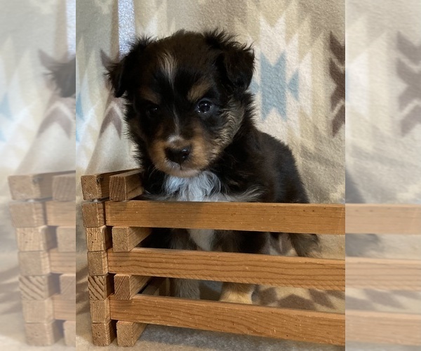 Medium Photo #3 Shel-Aussie Puppy For Sale in FORT MORGAN, CO, USA