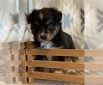 Small #2 Shel-Aussie
