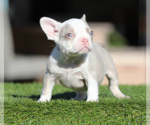 French Bulldog Puppy for sale in DAYTON, OH, USA