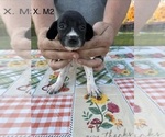 Small Photo #16 German Shorthaired Pointer Puppy For Sale in ARGONNE, WI, USA