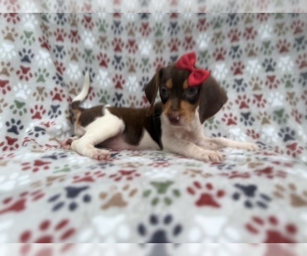 Medium Photo #3 Beagle Puppy For Sale in LAKELAND, FL, USA