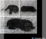 Small Dachshund