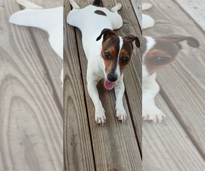 Mother of the Jack Russell Terrier puppies born on 05/23/2025