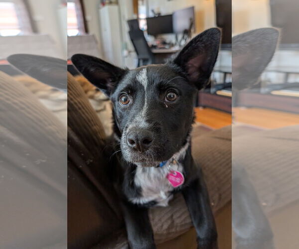 Medium Photo #6 Red Heeler-Unknown Mix Puppy For Sale in Laramie, WY, USA