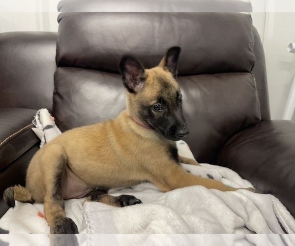 Medium Photo #27 Belgian Malinois Puppy For Sale in REESEVILLE, WI, USA