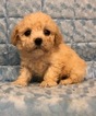 Small #5 Maltese-Poodle (Toy) Mix