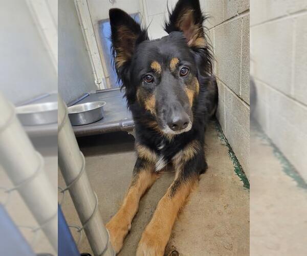 Medium Photo #1 German Shepherd Dog-Unknown Mix Puppy For Sale in San Andreas, CA, USA