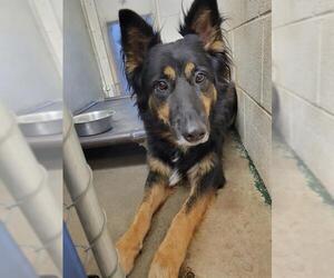 German Shepherd Dog-Unknown Mix Dogs for adoption in San Andreas, CA, USA