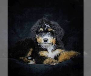 Bernedoodle-Poodle (Miniature) Mix Puppy for sale in DALTON, OH, USA