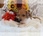 Small #2 Dachshund