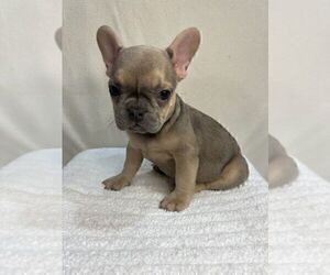 French Bulldog Puppy for sale in CHARLESTON, SC, USA