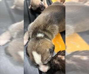 Siberian Husky Dogs for adoption in Houston, TX, USA