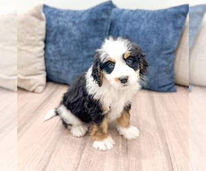 Bernedoodle (Miniature) Puppy for sale in DUNDEE, OH, USA