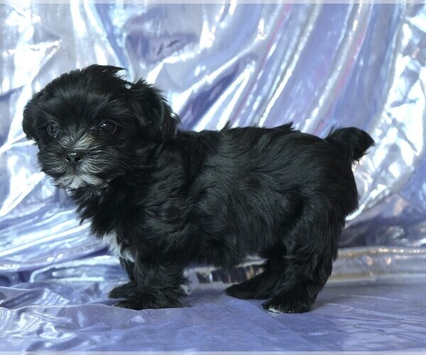 Medium Photo #3 Morkie Puppy For Sale in ROCK VALLEY, IA, USA