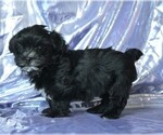 Small #2 Morkie