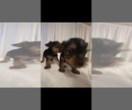 Small #4 Yorkshire Terrier