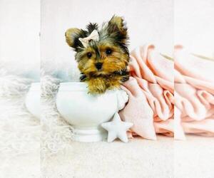 Yorkshire Terrier Puppy for sale in THONOTOSASSA, FL, USA