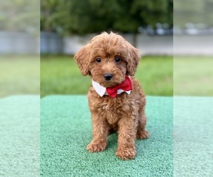 Goldendoodle (Miniature) Puppy for sale in FROSTPROOF, FL, USA