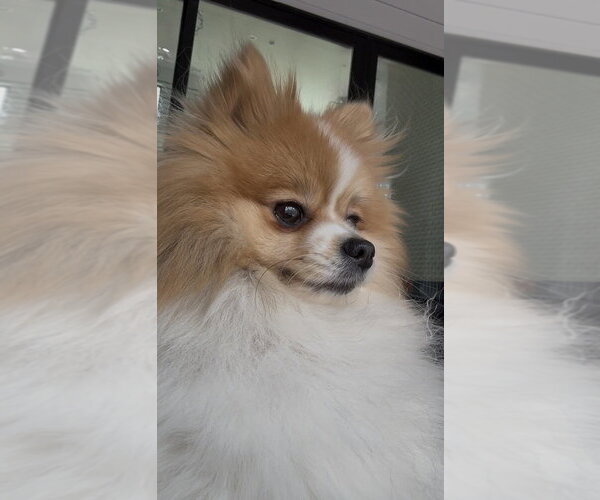 Medium Photo #2 Pomeranian-Unknown Mix Puppy For Sale in Raleigh, NC, USA