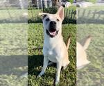 Small #1 Labrador Retriever Mix