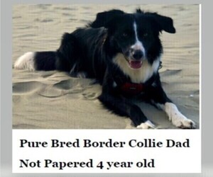 Father of the Border Collie puppies born on 04/03/2023
