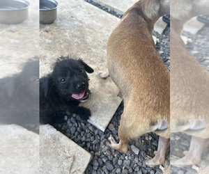Chihuahua-Chizer Mix Puppy for sale in AUSTIN, TX, USA