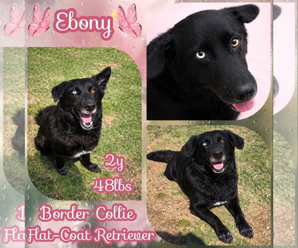 Medium Photo #1 Border-Aussie Puppy For Sale in Dallas, TX, USA