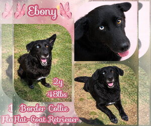 Border-Aussie Dogs for adoption in Dallas, TX, USA