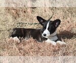 Small Cardigan Welsh Corgi
