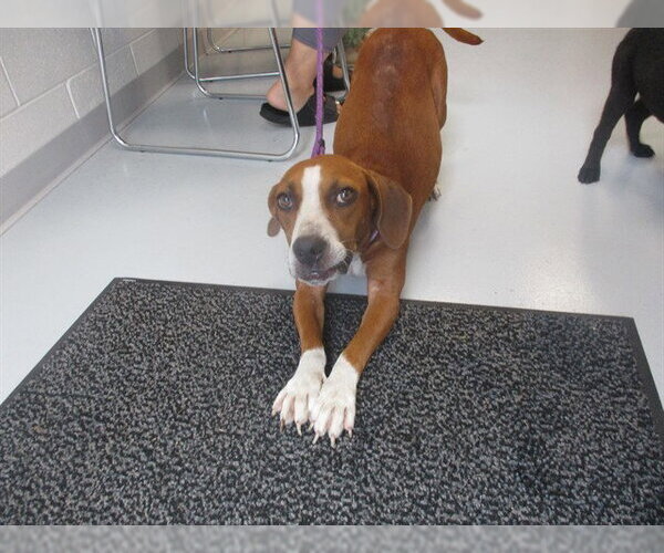 Medium Photo #1 Beagle-Unknown Mix Puppy For Sale in Ocala, FL, USA