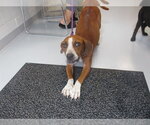 Small Beagle Mix