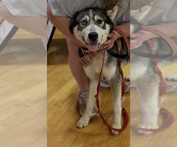 Medium Photo #10 Siberian Husky-Unknown Mix Puppy For Sale in Rustburg, VA, USA