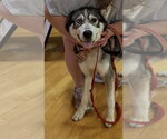 Small #9 Siberian Husky Mix