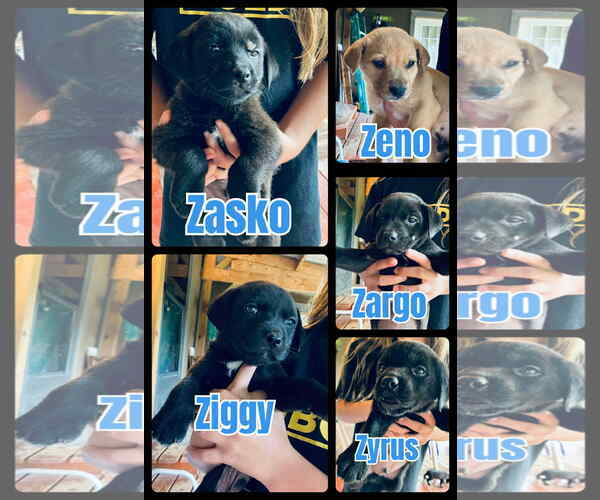 Medium Photo #1 Labrador Retriever-Unknown Mix Puppy For Sale in NEWPORT NH, NH, USA
