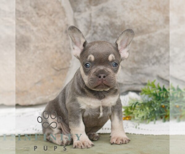 Medium Photo #1 French Bulldog Puppy For Sale in NARVON, PA, USA