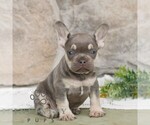 Small French Bulldog